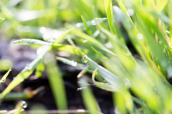 Dew on the grass in nature — Stock Photo, Image