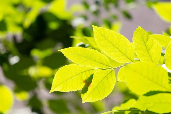 Tree leaves in autumn — Stock Photo, Image