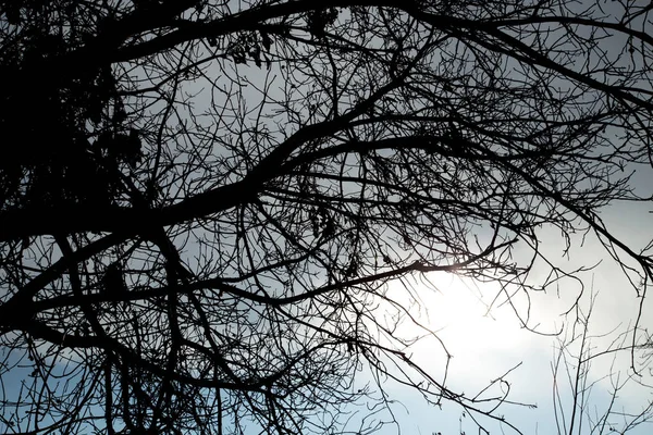Голі гілки дерева на небі — стокове фото