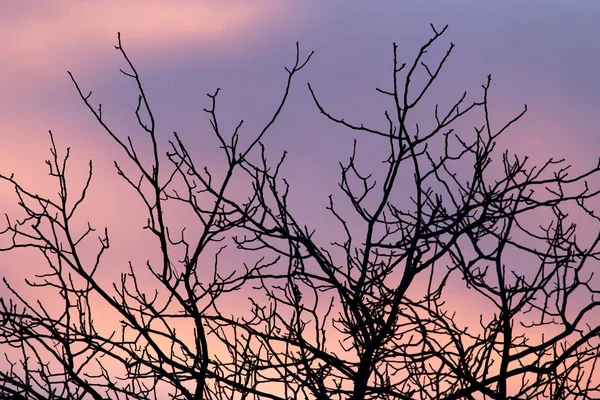 日落时光秃秃的树枝 — 图库照片