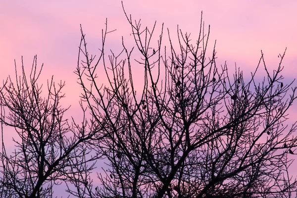 Holé větve stromu při západu slunce — Stock fotografie