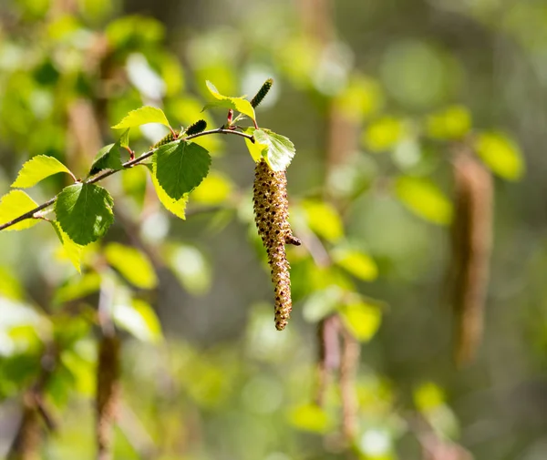 Flores na árvore de bétula na natureza — Fotografia de Stock