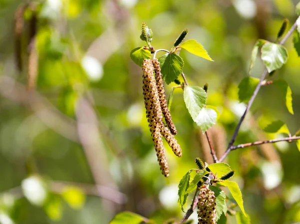 Flores en el abedul en la naturaleza — Foto de Stock