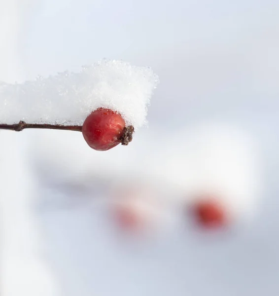 Rose sauvage dans la neige sur la nature — Photo