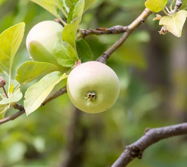 Manzanas maduras en una rama de árbol —  Fotos de Stock