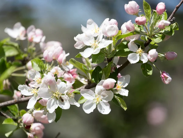 Blumen am Obstbaum in der Natur — Stockfoto