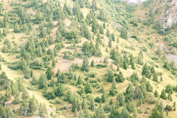 Trees in the mountains in nature — Stock Photo, Image