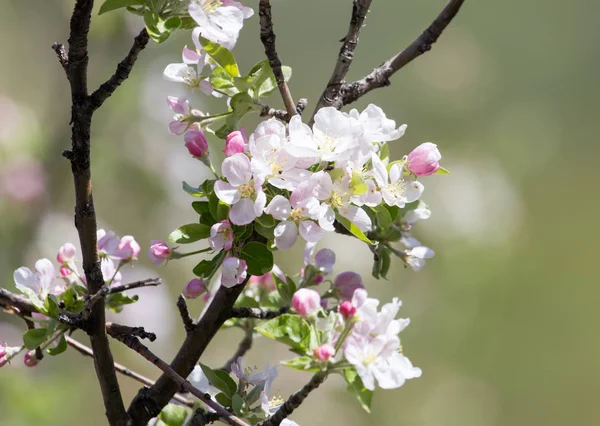 Flores en el árbol frutal en la naturaleza — Foto de Stock