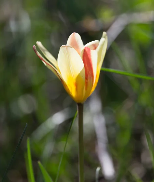 Tulipano giallo in natura — Foto Stock