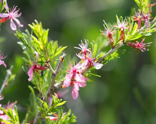 灌木树枝上的粉红色花朵 — 图库照片
