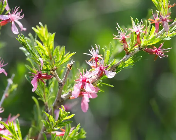 Roze bloemen aan tak van een struik — Stockfoto