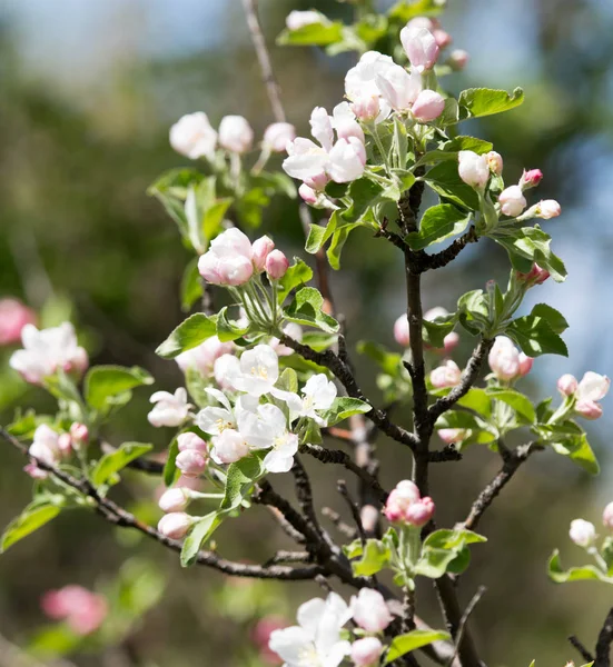 Fiori sull'albero da frutto in natura — Foto Stock