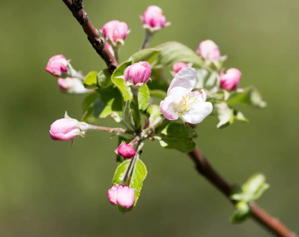 Flores en el árbol frutal en la naturaleza —  Fotos de Stock