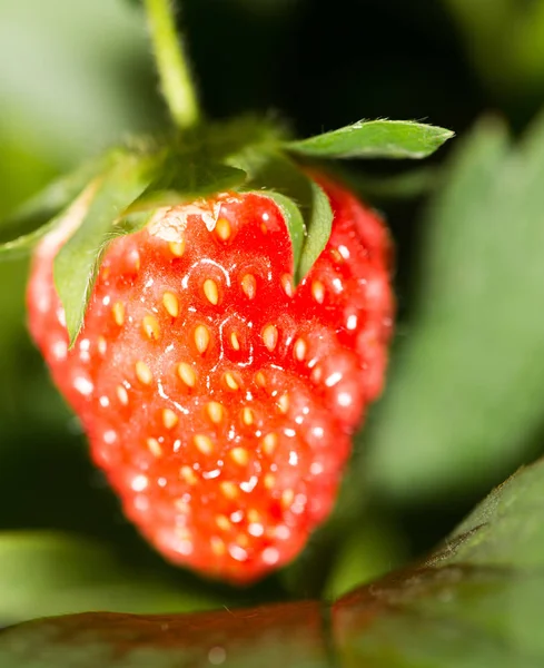 Fraise dans la nature. macro — Photo