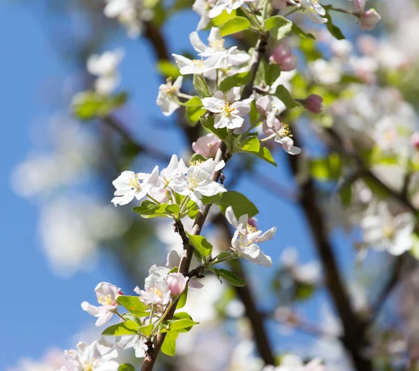 Doğadaki meyve ağacında çiçekler — Stok fotoğraf