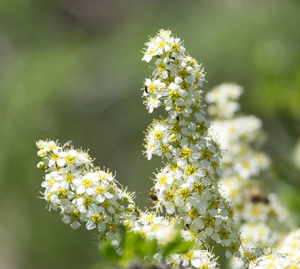 Bílé květy na větvi keře — Stock fotografie
