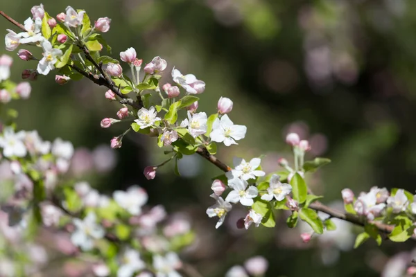 Flores en el árbol frutal en la naturaleza — Foto de Stock