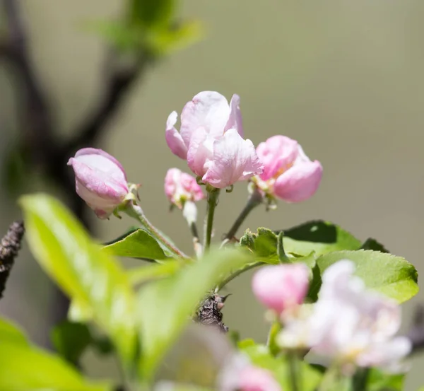 Kwiaty na drzewie owocowym w przyrodzie — Zdjęcie stockowe
