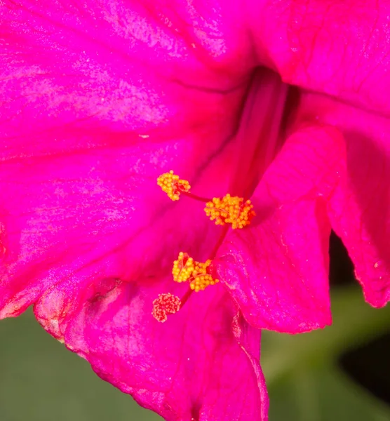 Pollen de fleur rouge. gros plan — Photo