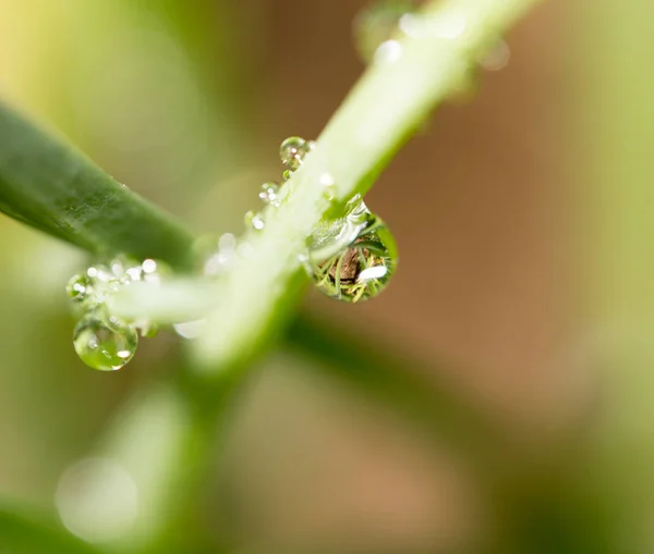 Капли дождя на растение — стоковое фото