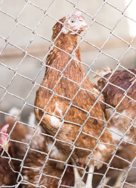 Kuře u plotu na farmě — Stock fotografie