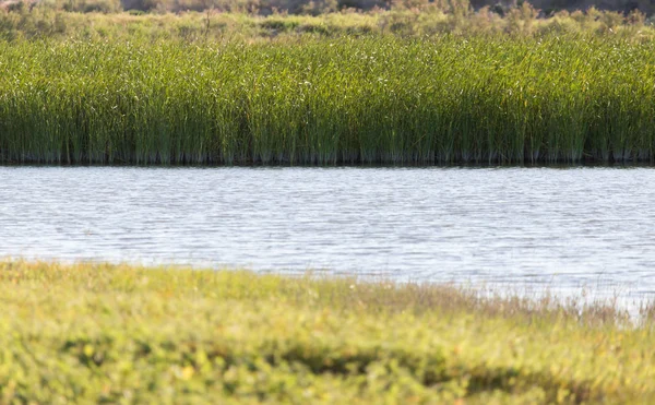 Cañas verdes en el lago al aire libre —  Fotos de Stock