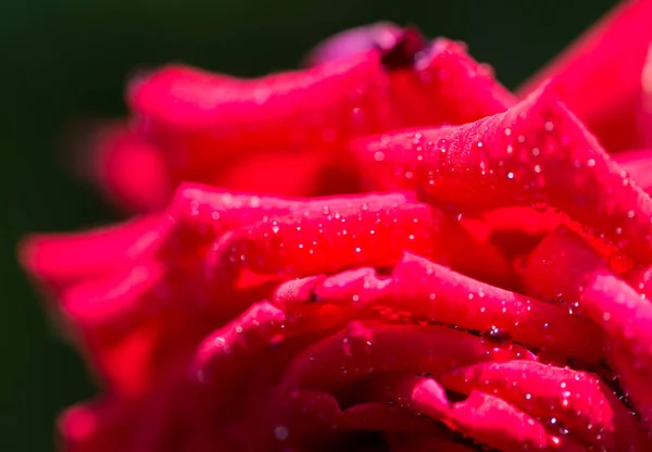 一朵红玫瑰上的水滴 — 图库照片