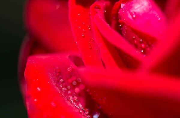 water droplets on a red rose