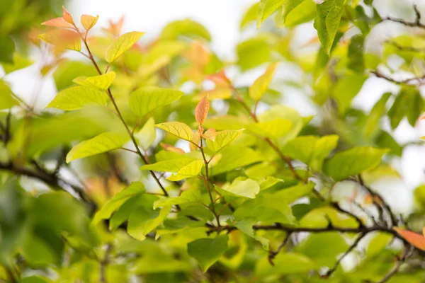 Belle foglie sull'albero in natura — Foto Stock