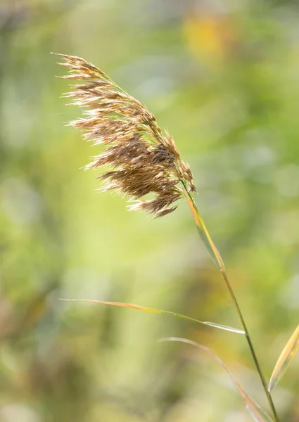 Tallos de hierba en la naturaleza —  Fotos de Stock