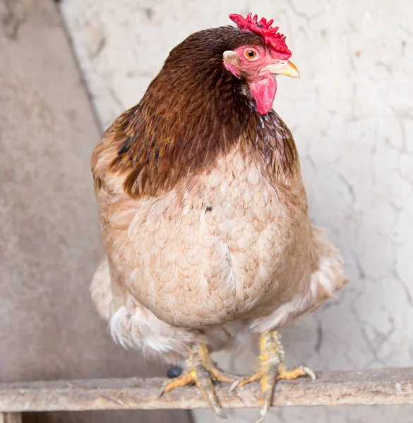 Porträt einer Hühnerfarm — Stockfoto