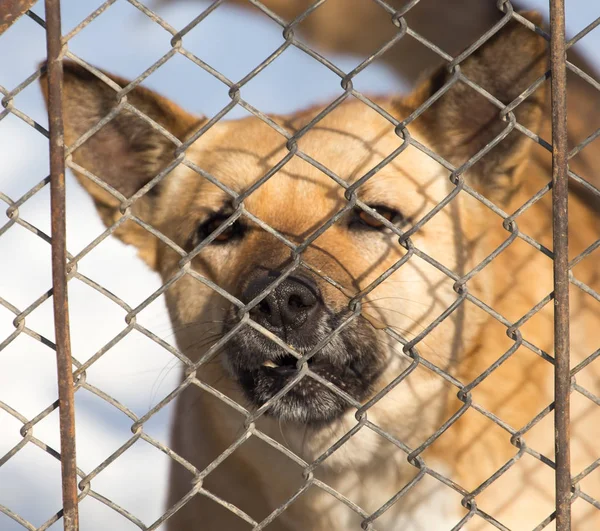 Dühös kutya, a kerítés mögött — Stock Fotó