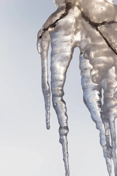 Frosty faág télen — Stock Fotó