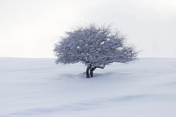 Дерево в снігу на світанку сонце — стокове фото