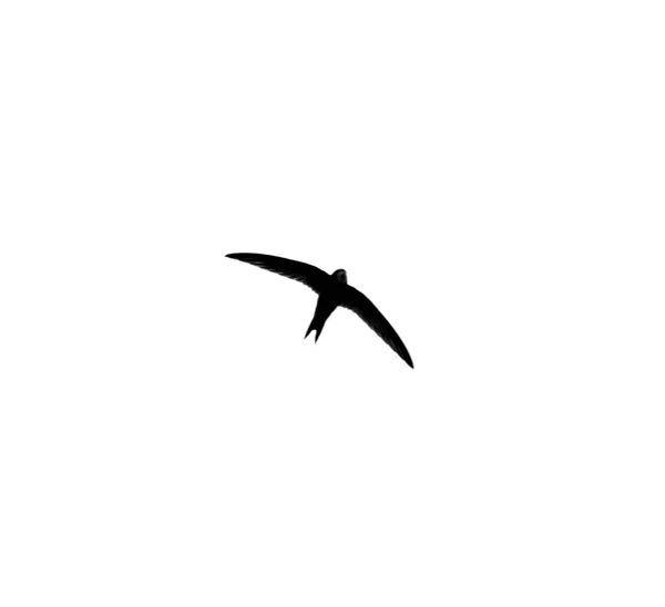 Swallow on a white background — Stock Photo, Image