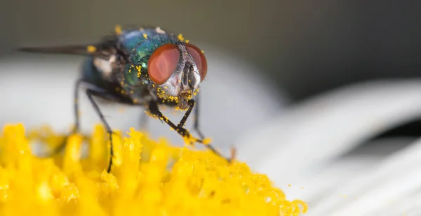 Voar em uma flor — Fotografia de Stock