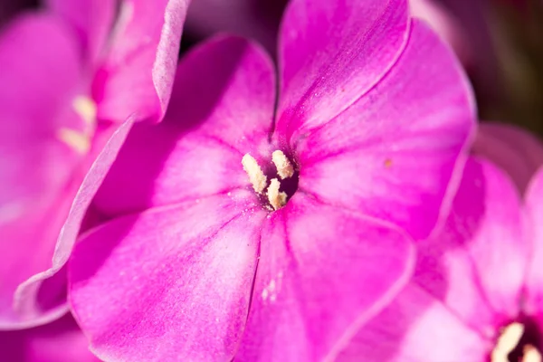 Bela flor rosa na natureza, close-up — Fotografia de Stock