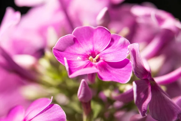 Schöne rosa Blume in der Natur, Nahaufnahme — Stockfoto