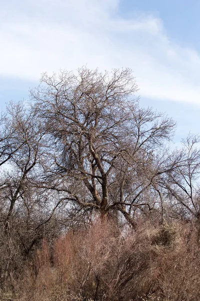 Ramas de árboles sin hojas contra el cielo azul — Foto de Stock