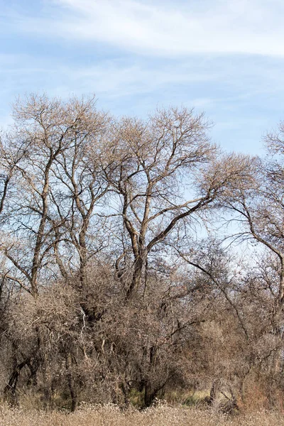 Ramas de árboles sin hojas contra el cielo azul — Foto de Stock