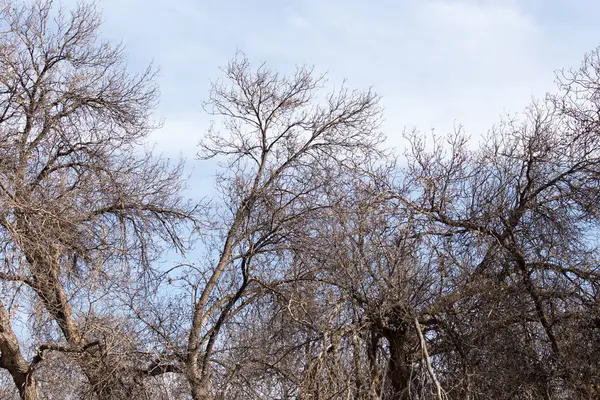 Branches d'arbres sans feuilles contre le ciel bleu — Photo