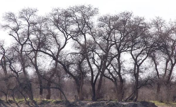 Las ramas desnudas de un árbol — Foto de Stock