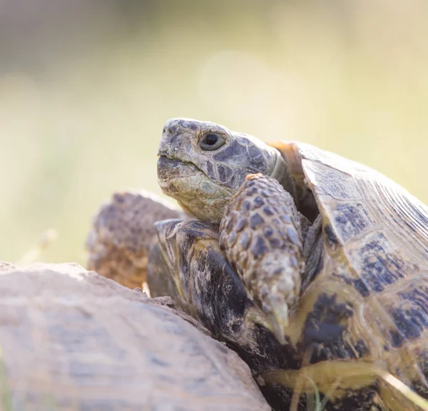 Turtle att älska — Stockfoto