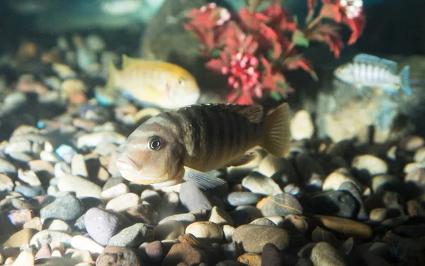 Peces en un acuario —  Fotos de Stock