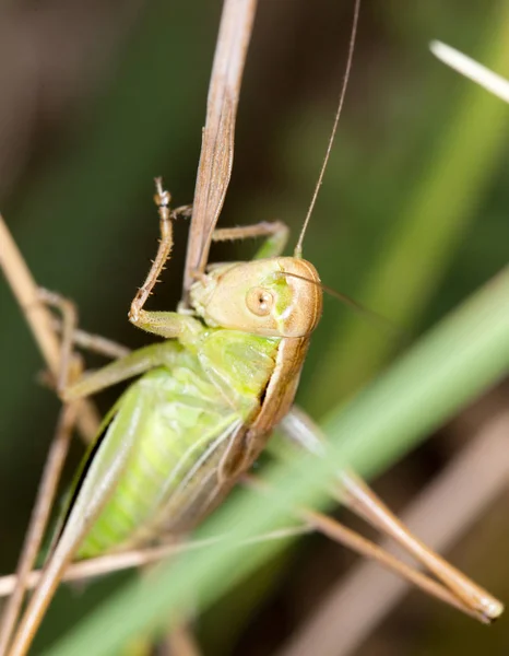 Sprinkhaan in de natuur — Stockfoto