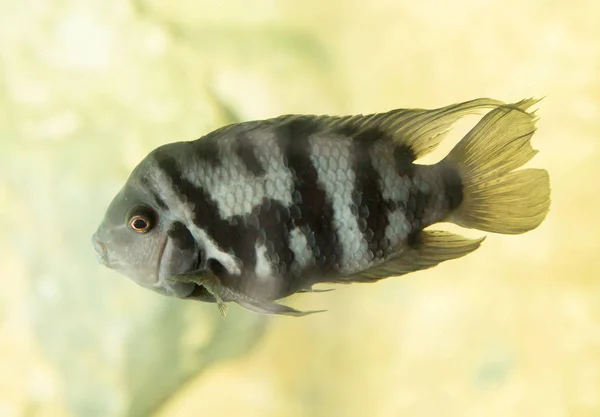 Peixe em um aquário — Fotografia de Stock