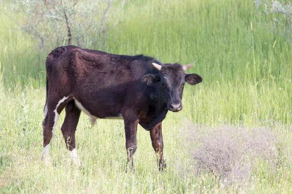 牧場の牛 — ストック写真