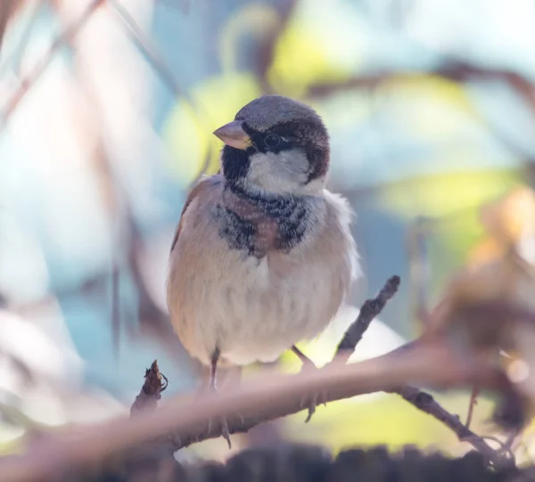 Sparrow in de natuur — Stockfoto