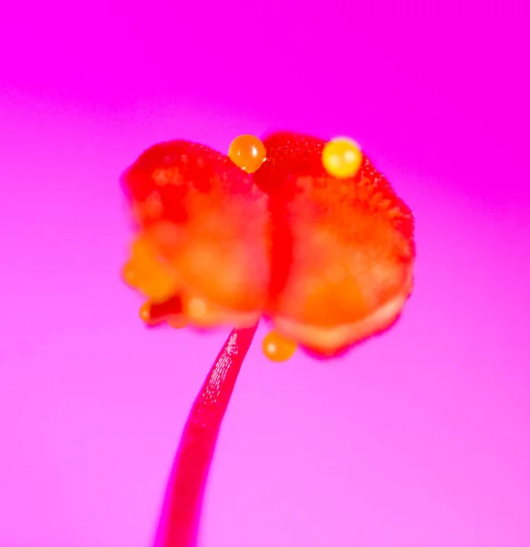 Пыльца на цветке. Супермакро — стоковое фото