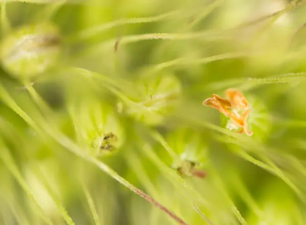 Fiber spikelets. Super Macro — Stock Photo, Image